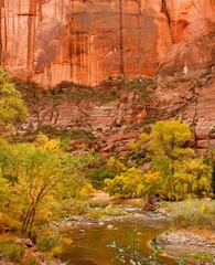 The Virgin River in Zion National Park during the fal season.  Trees showing fall colors line the river.