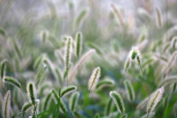 Autumn Green foxtail swaying in the wind and shining in the sunlight