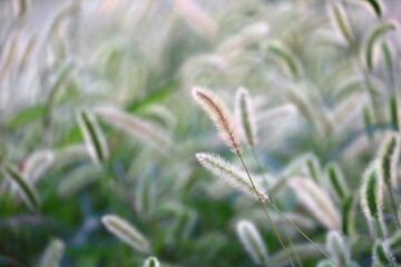 Autumn Green foxtail swaying in the wind and shining in the sunlight