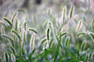 Autumn Green foxtail swaying in the wind and shining in the sunlight