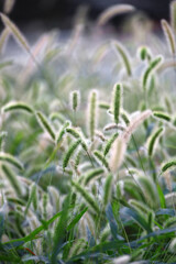 Autumn Green foxtail swaying in the wind and shining in the sunlight