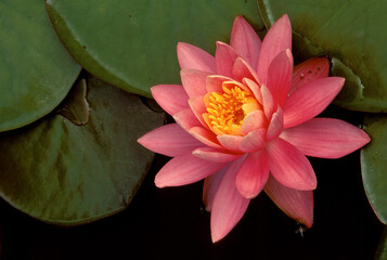 Water Lilly Blossom, Nymphaeaceae