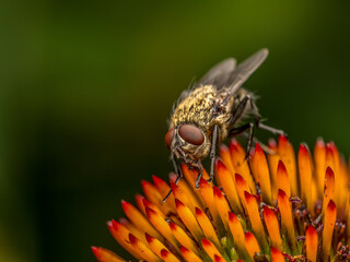 Common Cluster Fly sitting on echinacea flower