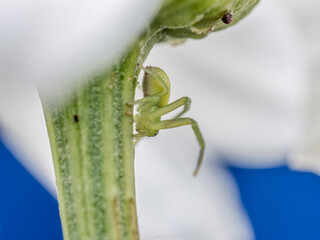 Green Grass Crab climbing on flower stem