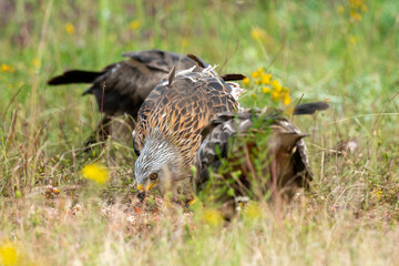 Milan royal,.Milvus milvus , Red Kite