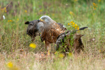 Milan royal,.Milvus milvus , Red Kite