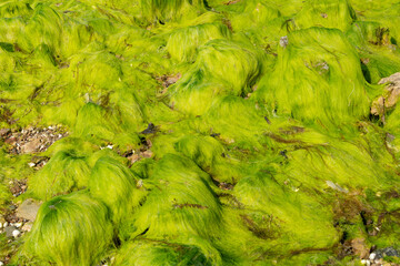 Algue verte, Ulva armoricana