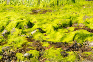 Algue verte, Ulva armoricana