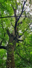 Big and tall tree. View from below. Big branches