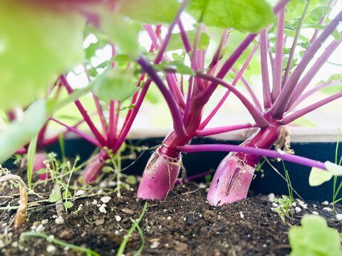 Radishes growing on the ground. 