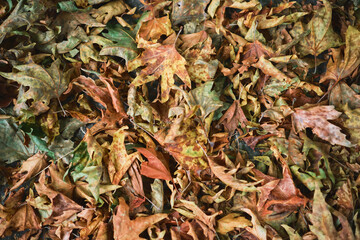 flat lay on dried sycamore leaves, concept for autumn card background or halloween mockup