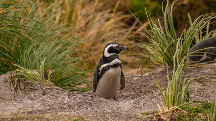 Adorable Magellanic Penguin in Tall Grass Gypsy Cove Falkland Islands Antarctica Cruise Excursion Close Up Summer Day