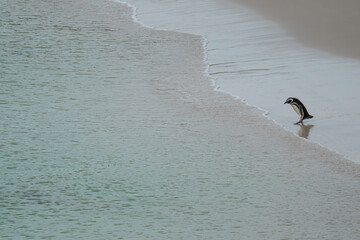 Fototapeta premium Powerful Magellanic Penguin Stands Alone on Shore of Beach, Wide Shot. Looks Down Facing The Ocean. Gypsy Cove Falkland Islands