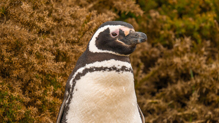 Adorable Close Up Magellanic Penguin Stands in Tall Grass, Looks Towards Us. Gypsy Cove Falkland Islands Cruise Excursion Summer Natural Habitat