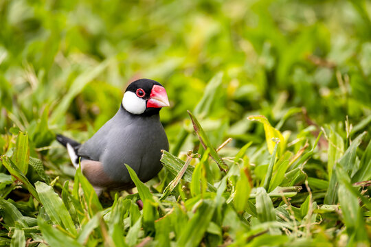 The Java Sparrow, (Lonchura oryzivora)
