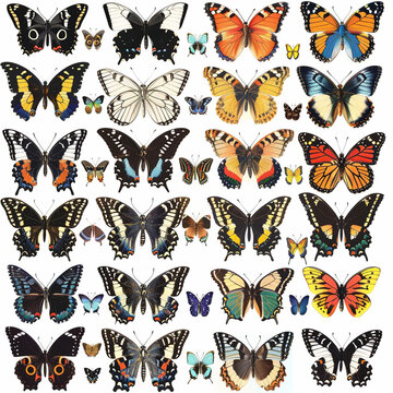 Beautiful batterfly pixelart,butterfly photoset,real butterflye