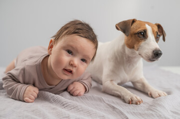 Portrait of a baby lying on his stomach and a Jack Russell Terrier dog.