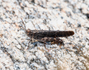 Obraz premium Crackling Forest Grasshopper (Trimerotropis verruculata) Observed on Rocky Terrain in Colorado During Late Afternoon