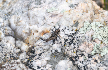 Dawson's Spur Throat Grasshopper )Melanoplus dawsoni) on Rocky Terrain in Colorado During Summer