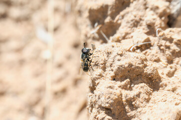 Hairy Horned Bromeliad Fly Copestylum Caudatum Observed in Colorado's Unique Landscape During Late Afternoon Sunlight
