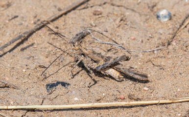 Exploring the Natural Habitat of Hayden's Grasshopper (Derotmema haydenii) in Colorado's Arid Landscape
