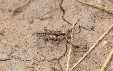 Hayden's Grasshopper Derotmema Haydenii on Dry Colorado Soil During Late Afternoon