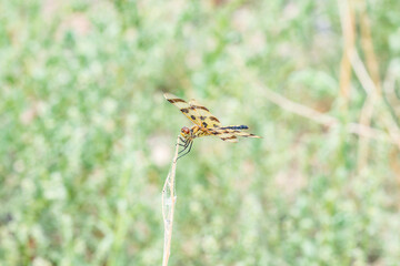 Colorful Halloween Pennant Dragonfly in Colorado's Vibrant Natural Habitat During Late Afternoon