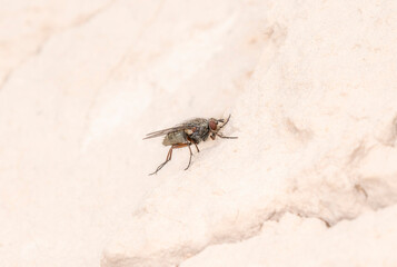 One of the House Flies in the Family Muscidae in Colorado During Late Afternoon