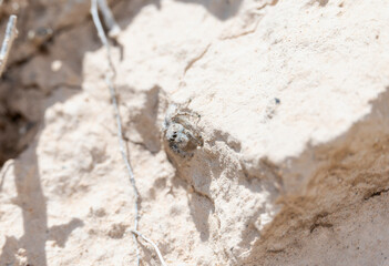 Detailed Close-Up of Colorado's Hirsute Paradise Spider (Habronattus hirsutus) in Natural Habitat Observing Surroundings