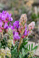 Obraz premium Vibrant Bloom of Lambert's Locoweed Oxytropis Lambertii in Colorado During Springtime