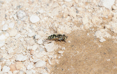 Large Tailed Aphideater Eupeodes Volucris Found on Sandy Ground in Colorado During Sunny Day