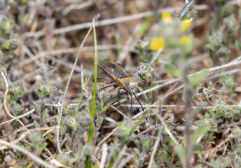Observing the Leaf Footed Bug Chelinidea Colorado in Colorado’s Natural Habitat During Spring
