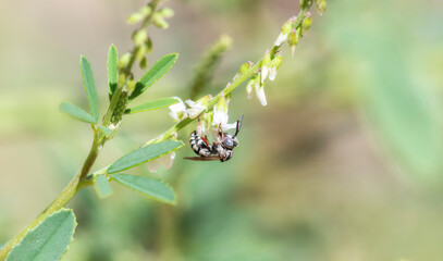 Least Cellophane Cuckoo Bee Epeolus Minimus Interacting With Flowers in Colorado During Summer
