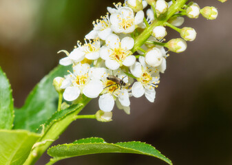 Close-Up of March Fly (Family Bibionidae) on Flowering Plant in Colorado's Springtime Natural Habitat