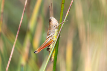 Close-Up of Marsh Meadow Grasshopper (Pseudochorthippus curtipennis) in Colorado's Natural Habitat During Late Summer