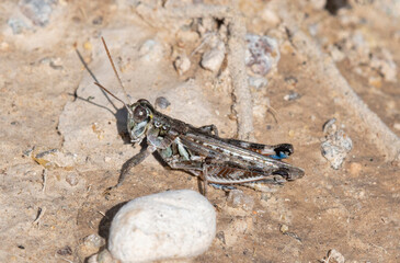 Migratory Grasshopper Melanoplus Sanguinipes Found in Colorado During Late Summer Days