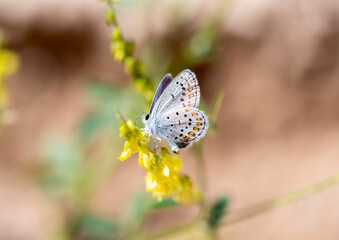 Melissa Blue Butterfly m(Plebejus melissa) rests on colorful wildflowers