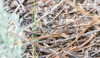 Migratory Grasshopper Melanoplus Sanguinipes in Colorado During Late Summer Foraging on Dry Ground