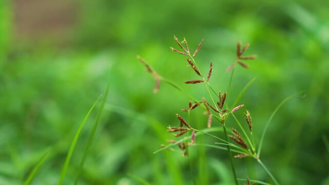 Macro view of red flowers of sedge in windy and rainy weather.
