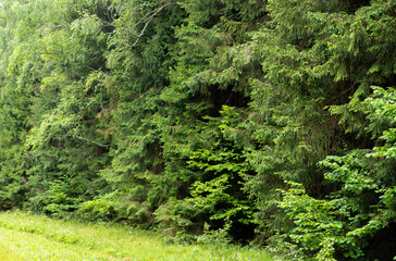 Close-up of green spruce branches