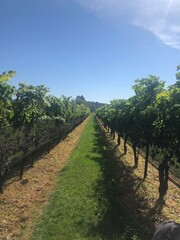 Obraz premium Vineyard