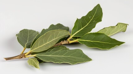 Fototapeta premium Close-up shot of a fresh bay leaves branch, showcasing the vibrant green leaves and natural texture. Perfect for culinary or botanical uses, the image highlights the beauty of this aromatic herb.