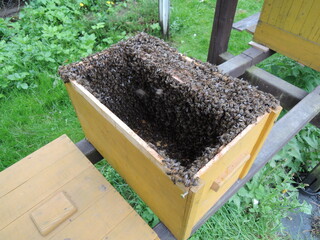 bee swarm, swarming bees in the summetime, central Europe,apis mellifera