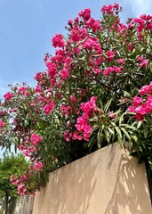 pink flowers in a garden