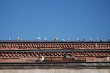Seagull on the roof.