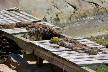 Old and broken wooden jetty with seaweed and old fishing equipment in front of a steep stone cliff on the Swedish west coast in summer.