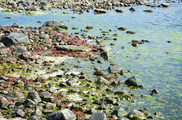 Coastal landscape with stones on the beach and salt water on the west coast of Sweden in summer.