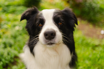 Outdoor portrait of cute smiling puppy border collie sitting on park background. Little dog with funny face in sunny summer day outdoors. Pet care and funny animals life concept
