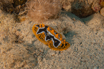 Sea Slug in the Red Sea Colorful and beautiful, Eilat Israel
