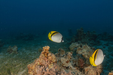 Fish swimming in the Red Sea, colorful fish, Eilat Israel
